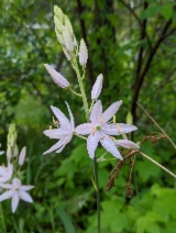 Camassia leichtlinii