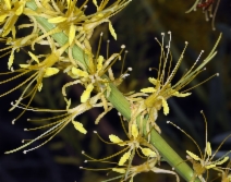 Stanleya pinnata