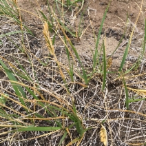 Elymus pacificus
