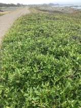 Salix hookeriana