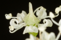 Perideridia californica