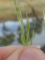 Agrostis avenacea