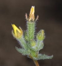 Mentzelia albicaulis
