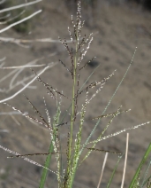 Sporobolus airoides