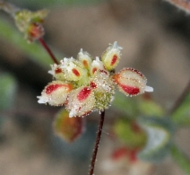 Eriogonum maculatum