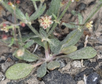 Eriogonum maculatum