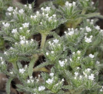 Cryptantha circumscissa