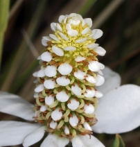 Anemopsis californica
