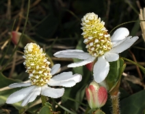 Anemopsis californica