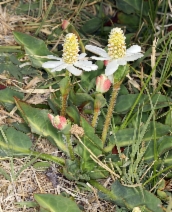 Anemopsis californica