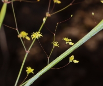 Eriogonum trichopes