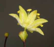 Eriogonum trichopes