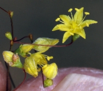 Eriogonum trichopes