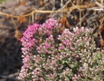 Acourtia microcephala