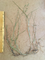 Poa kelloggii