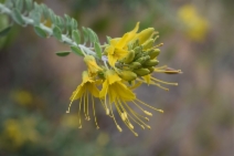 Isomeris arborea