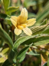 Aphyllon franciscanum