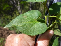 Fallopia convolvulus