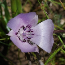 Calochortus uniflorus