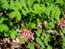 Hosackia rosea