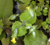 Erythranthe bergeri - Calflora