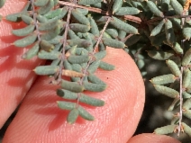 Pellaea mucronata