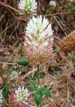 Trifolium vesiculosum