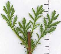 Artemisia biennis