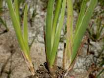 Juncus xiphioides