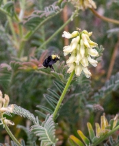 Astragalus curtipes