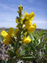 Thermopsis californica