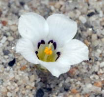 Linanthus parryae