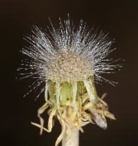 Malacothrix glabrata