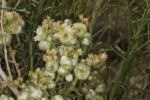 Hymenoclea salsola