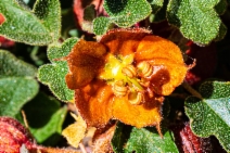 Fremontodendron decumbens