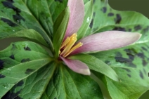 Trillium albidum
