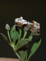 Phyla nodiflora