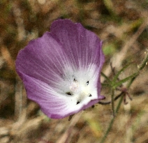 Sidalcea diploscypha