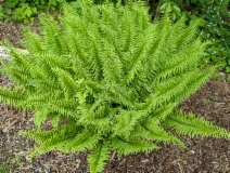 Polystichum munitum