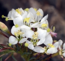 Eremothera boothii