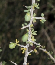 Lycium andersonii