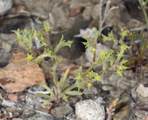 Chorizanthe watsonii