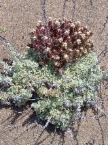 Castilleja exserta ssp. latifolia