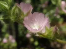 Sidalcea hickmanii ssp. hickmanii
