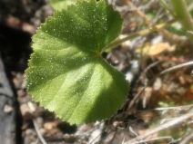 Sidalcea hickmanii