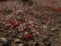 Systenotheca vortriedei