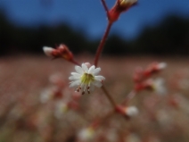 Systenotheca vortriedei