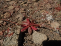 Systenotheca vortriedei