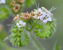 Phacelia ramosissima