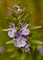 Rosmarinus officinalis